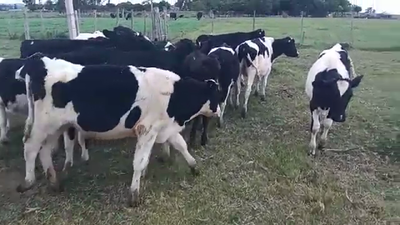 Lote 18 Terneros HOLANDO 150kg - , San José