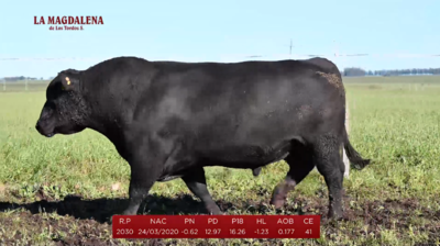 Lote Brete 8 - Angus