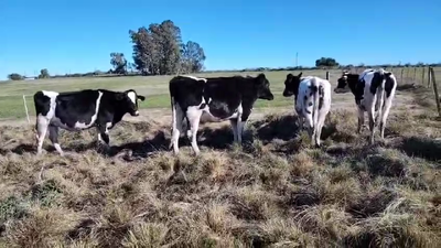 Lote 5 Vaquillonas  Holando en Pavon