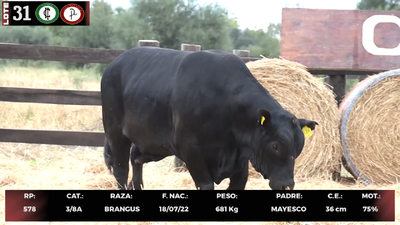 Lote LOTE 31