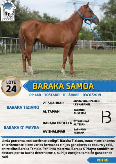Lote BARAKA SAMOA