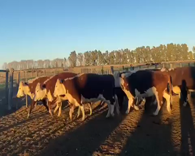 Lote 60 Vacas nuevas C/ gtia de preñez en Villarino, Buenos Aires