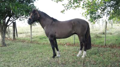 Lote PORA Ceibal