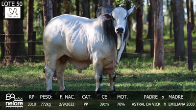 Lote LOTE 50