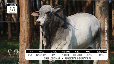 Lote LOTE 29