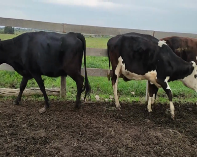 Lote (Vendido)3 Vaquillonas Vacas Preñadas AA X HO, NO X HO,  HE X HO 451kg - , Colonia