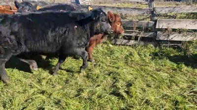 Lote 7 Terneros Angus en Pavon
