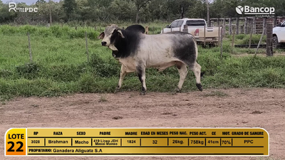 Lote Toros Brahman, Presidente Hayes