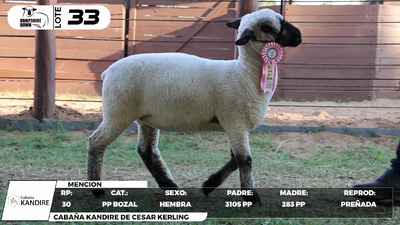 Lote LOTE 33- BOZAL