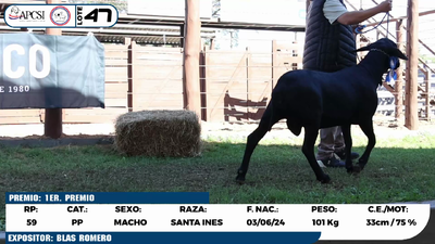 Lote LOTE 47