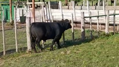 Lote TOROS SA