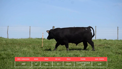 Lote Toros, Cerro Largo