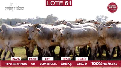 Lote Reproductores de Alborada - Lote 61