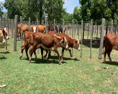 Lote 9 Vaquillonas 1 a 2 años en Melo, Cerro Largo