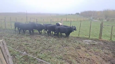 Lote TERNEROS/AS