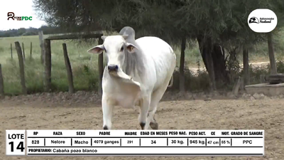 Lote Toros Nelore, Loma Plata