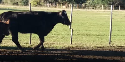 Lote 4 Piezas de cría en Colonia