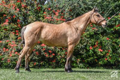 Lote ANTILOPE DEL TOTORAL