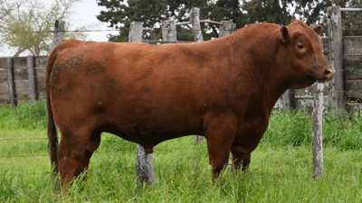 Lote 3 Toros RED ANGUS, Montevideo