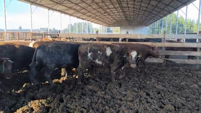 Lote 20 Novillo Gordo en Los Ángeles, VIII Región Biobío