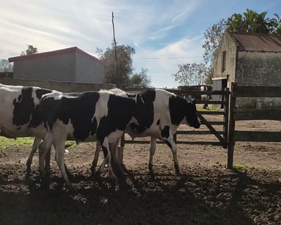 Lote (Vendido)7 Novillos 1 a 2 años HO 338kg - , Colonia
