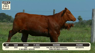 Lote LOTE 11