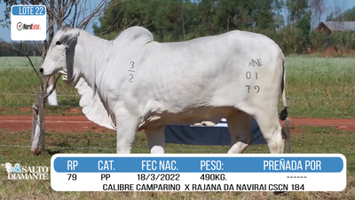 Lote LOTE 22