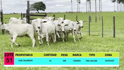 Lote LOTE 51 - 15 VAQUILLAS CBO  0