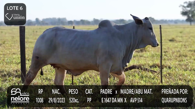 Lote LOTE 6