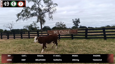 Lote LOTE 49