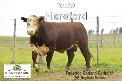 Lote TOROS POLLED HEREFORD 2 AÑOS  PO
