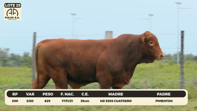 Lote LOTE 25