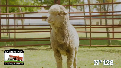 Lote Merino Donhe
