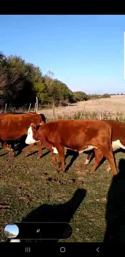 Lote 48 Terneros/as en Gualeguaychú, Entre Ríos