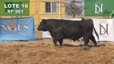 Lote TORO PC ANGUS NEGRO - RP 961