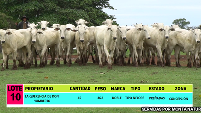 Lote LOTE 10 - 45 VAQUILLAS PREÑADAS CBO 0