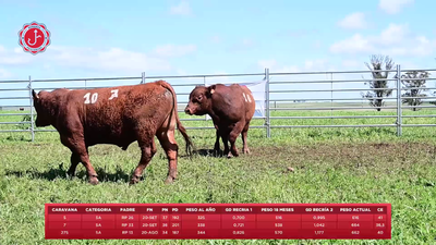 Lote 3 Toros, Tacuarembó