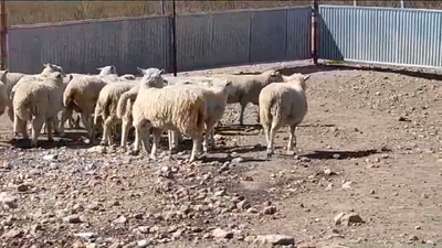 Lote (Vendido)20 Corderos 30kg -  en BARKER