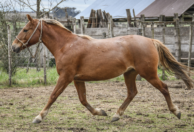 Lote RANKINA MOLLES