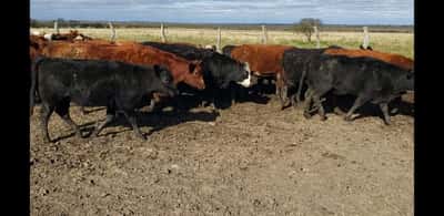 Lote 40 Vaquillonas en Villaguay, Entre Ríos