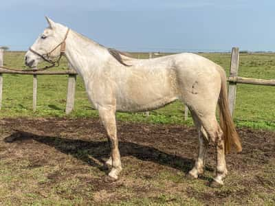 Lote SACRISTIA DE LOS RELINCHOS