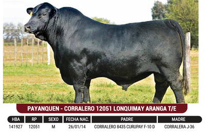 Lote "SERGEN" - PAYANQUEN - CORRALERO 12051 LONQUIMAY ARANGA T/E