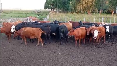 Lote 26 Vacas usadas preñadas