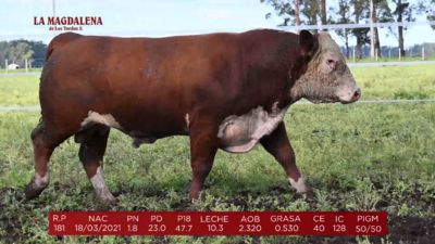 Lote Brete 11 - Polled Hereford