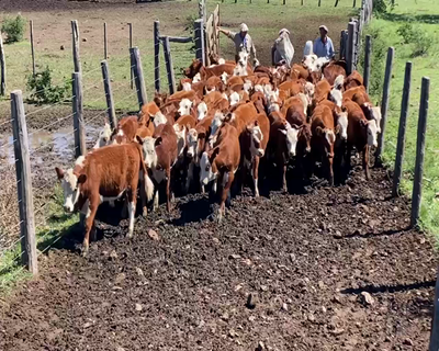Lote 65 Terneros/as en Mercedes, Corrientes