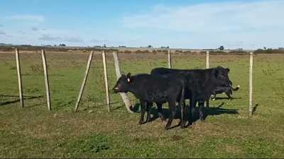 Lote (Vendido)2 Novillos 1 a 2 años CRUZAS 250kg -  en LA CONCORDIA