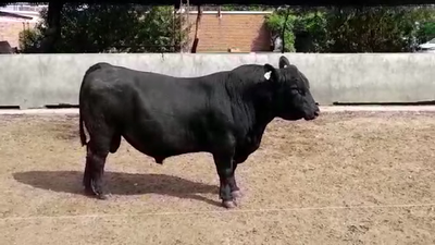 Lote TORO PI