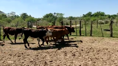 Lote 85 Terneras en Goya, Corrientes