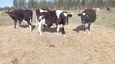 Lote (Vendido)4 Vacas de Invernada HOLANDO 480kg - , San José