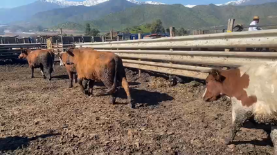 Lote 50 Vaquilla Gorda en Paine, Región Metropolitana